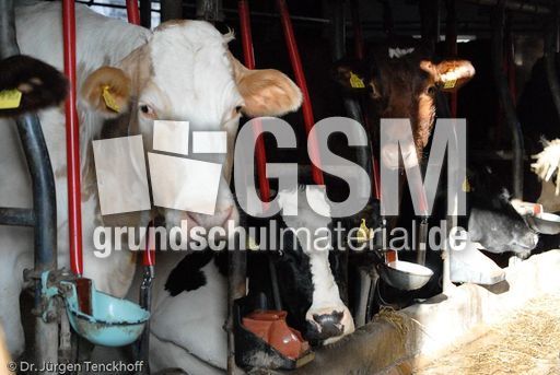 Hausrind (46 von 174).jpg